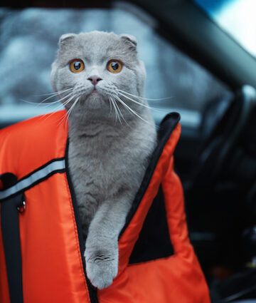 travelling with pets