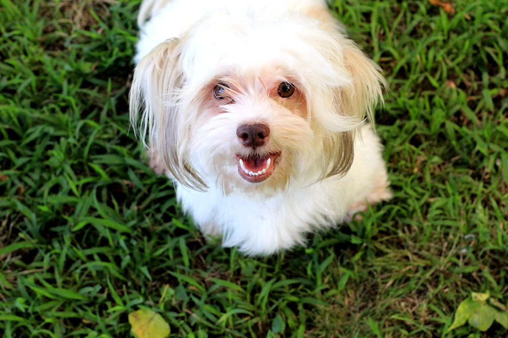 what the frap? 10 wacky things your dog does that make you say “huh?”