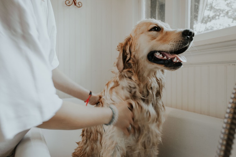 easy steps to bathe your dog at home