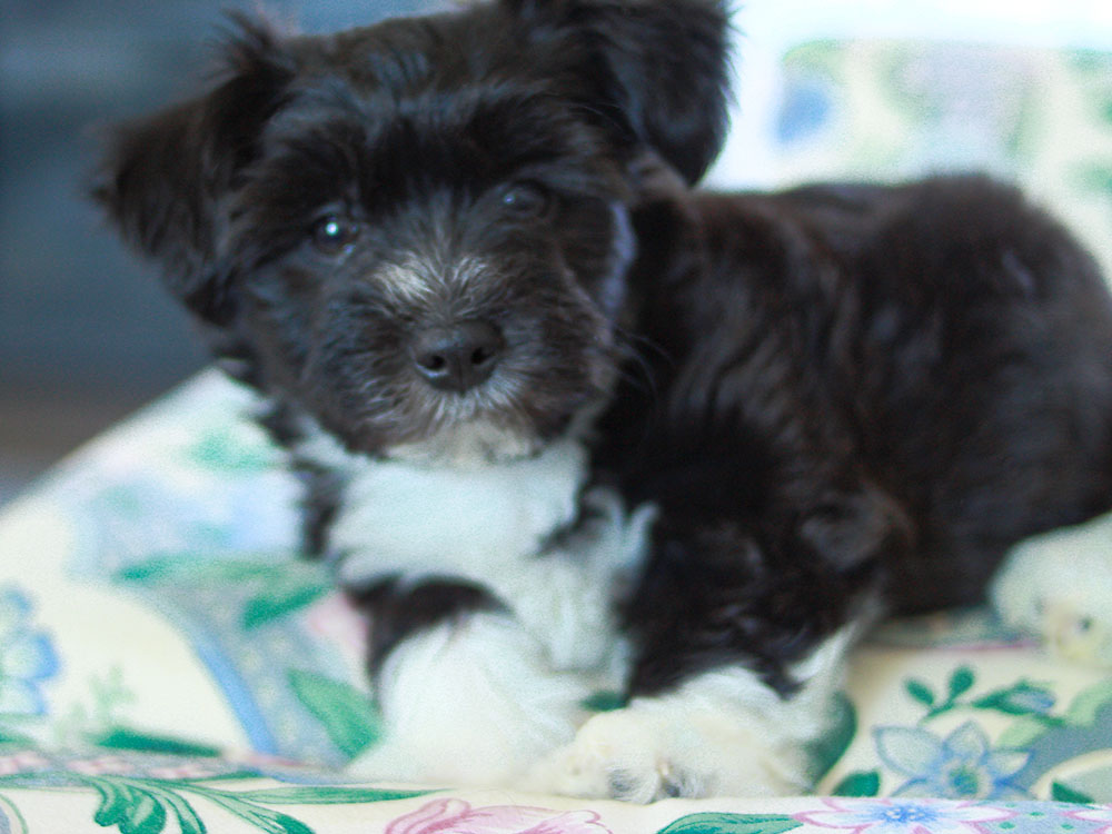 new puppy survival kit: bringing home a new puppy