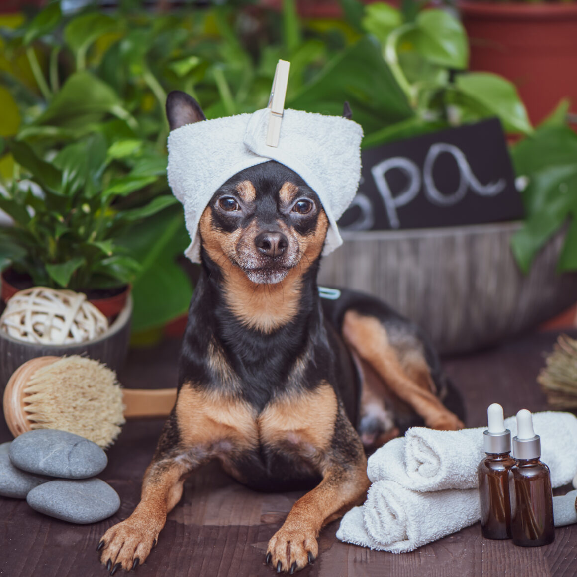 How To Make A Home Pet Spa