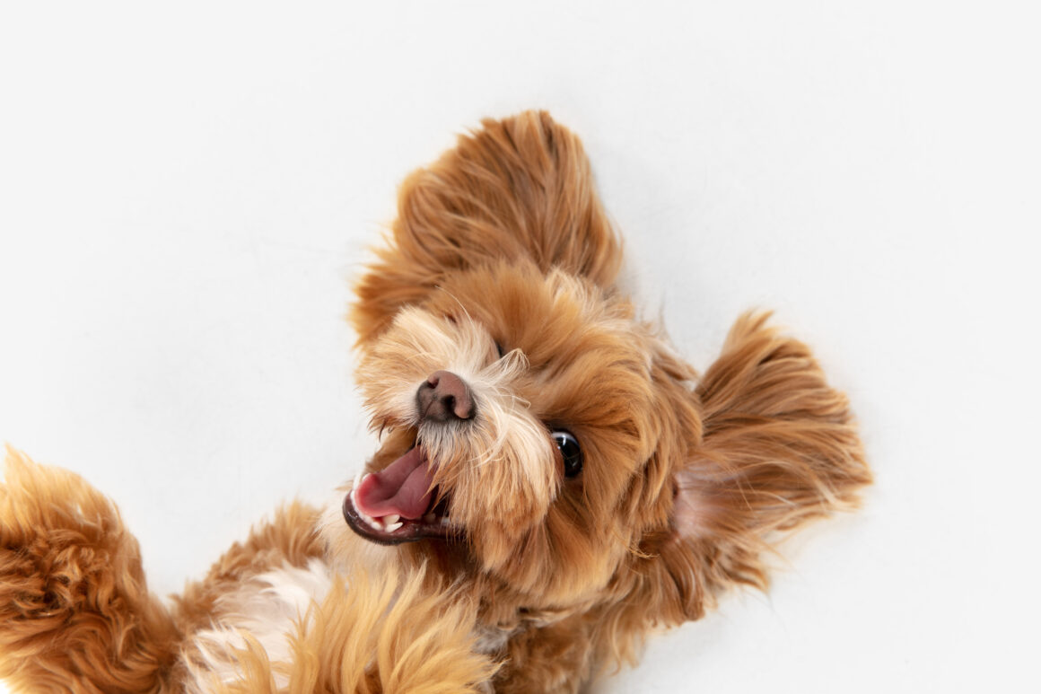 The Best Dog Names From Movies