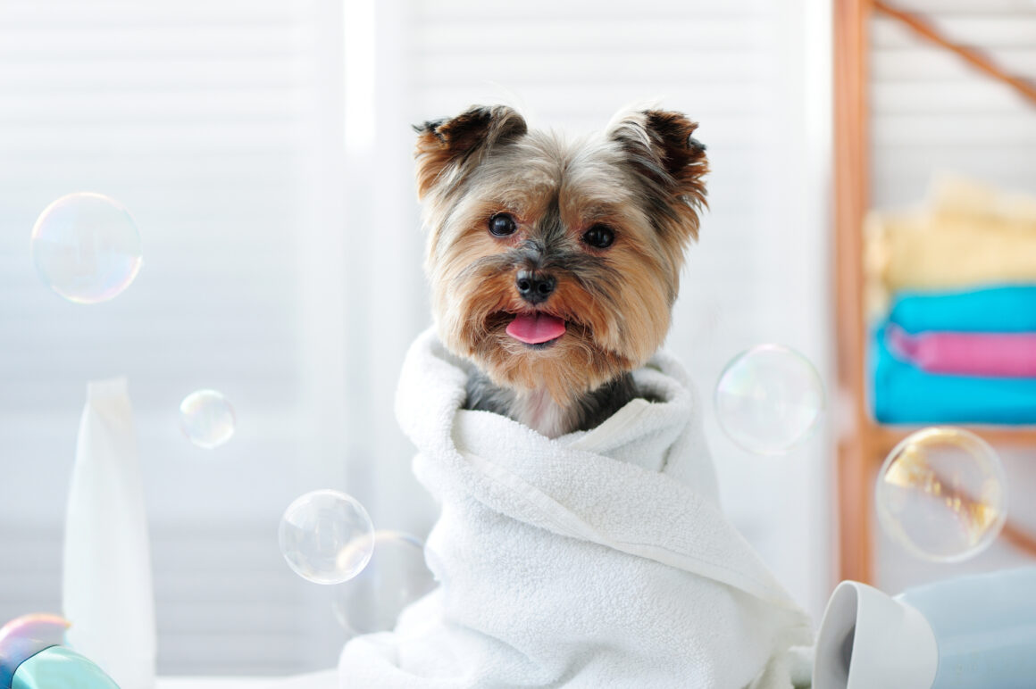 how to keep a dog still while grooming