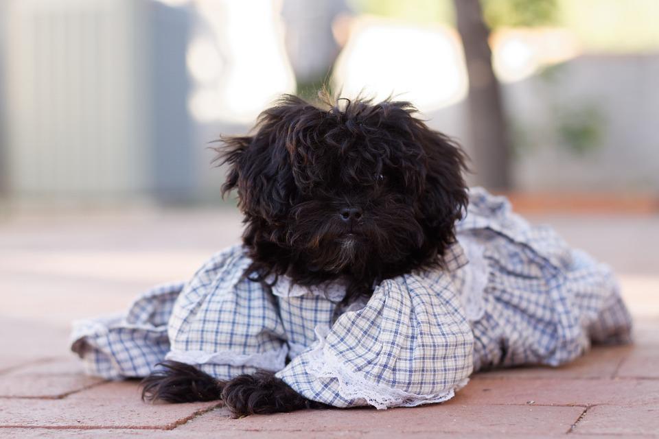 how to make a dress for a dog: a complete guide