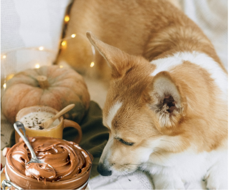 Is Nutella Bad for Dogs?
