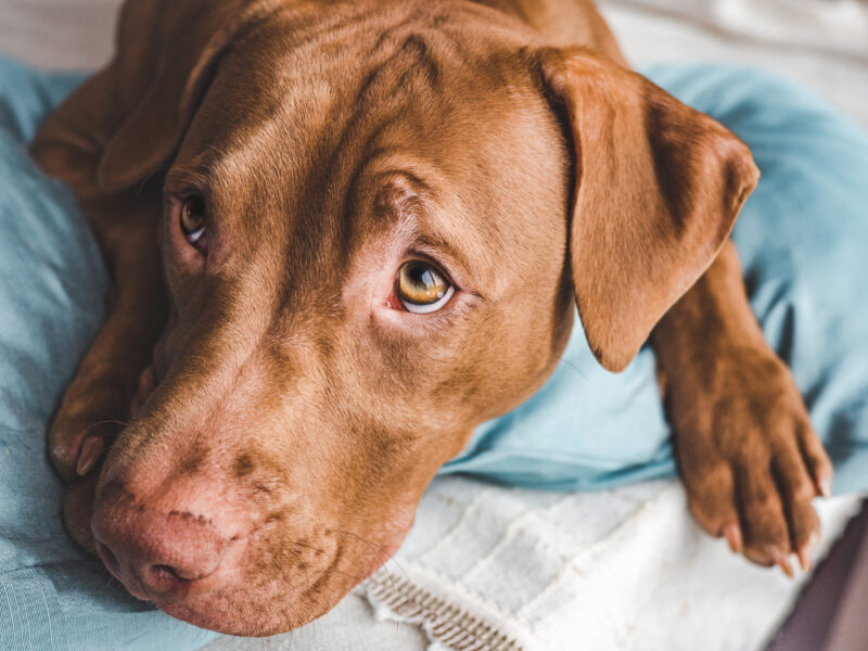Is Black Pepper Bad for Dogs
