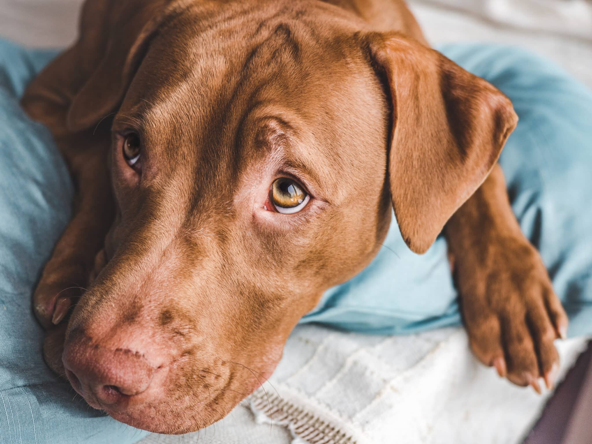 is black pepper bad for dogs?