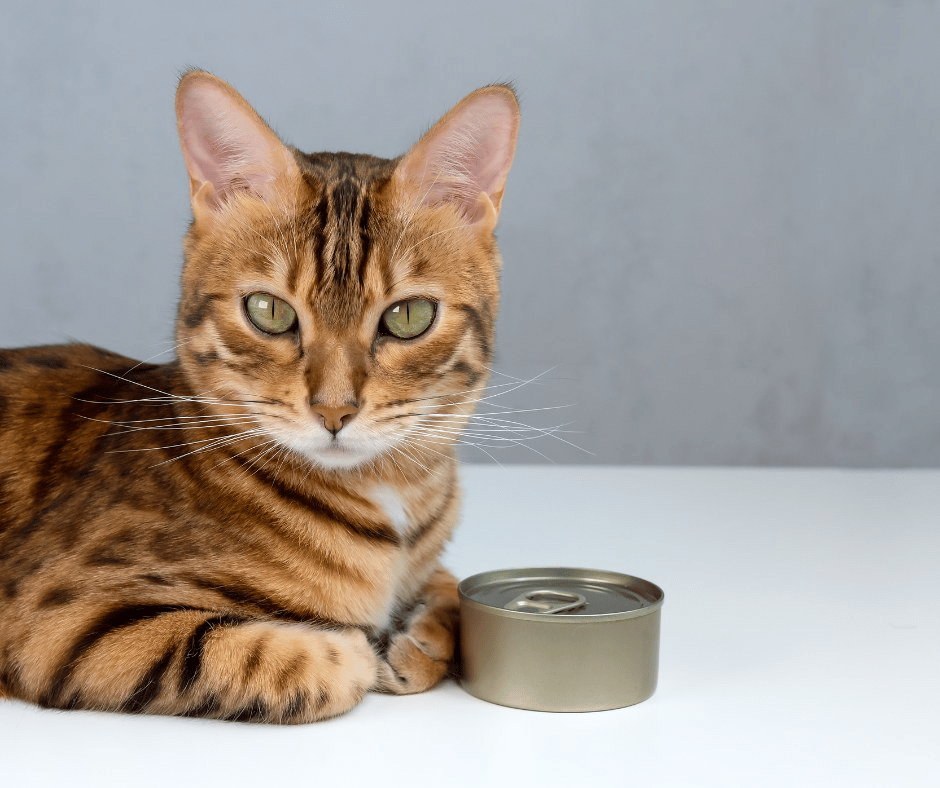 Can Cats Drink Tuna Water?