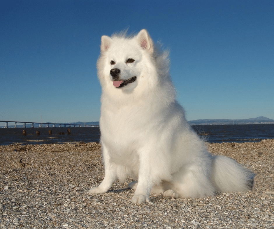 worst dogs for shedding: a detailed guide