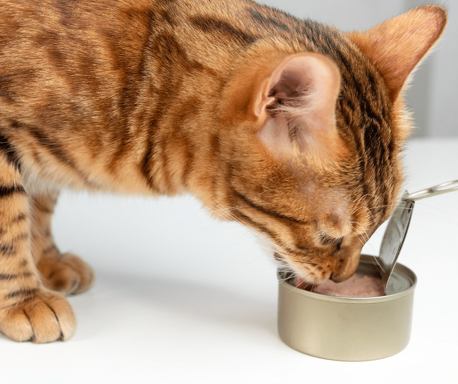 Can Cats Drink Tuna Water?
