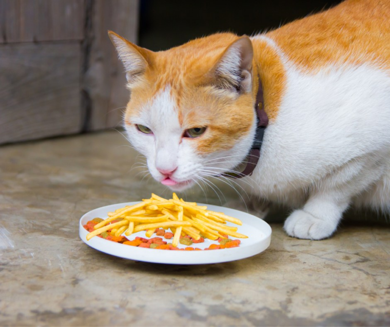 Can Cats Eat French Fries?