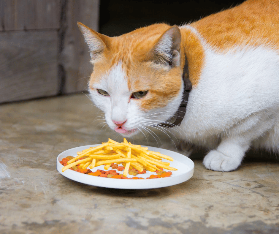 Can Cats Eat French Fries?