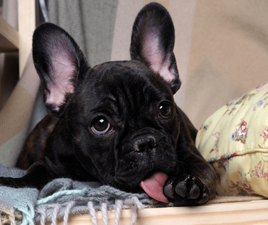 Dog Keeps Licking Paws