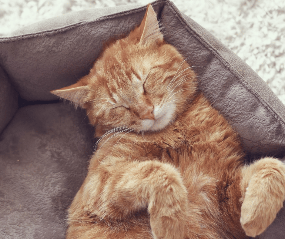 cats that purr all the time: is it normal?