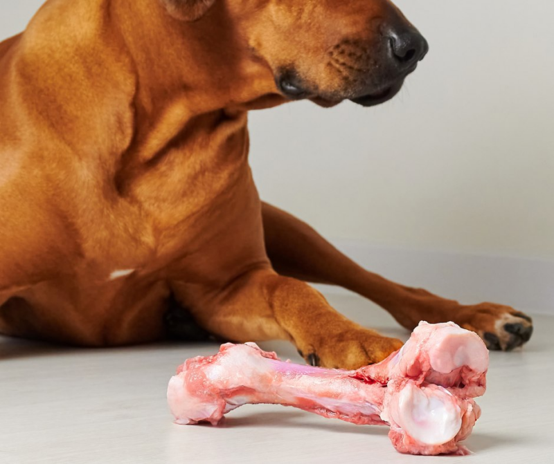 Can Dogs Eat Raw Chicken Bone?
