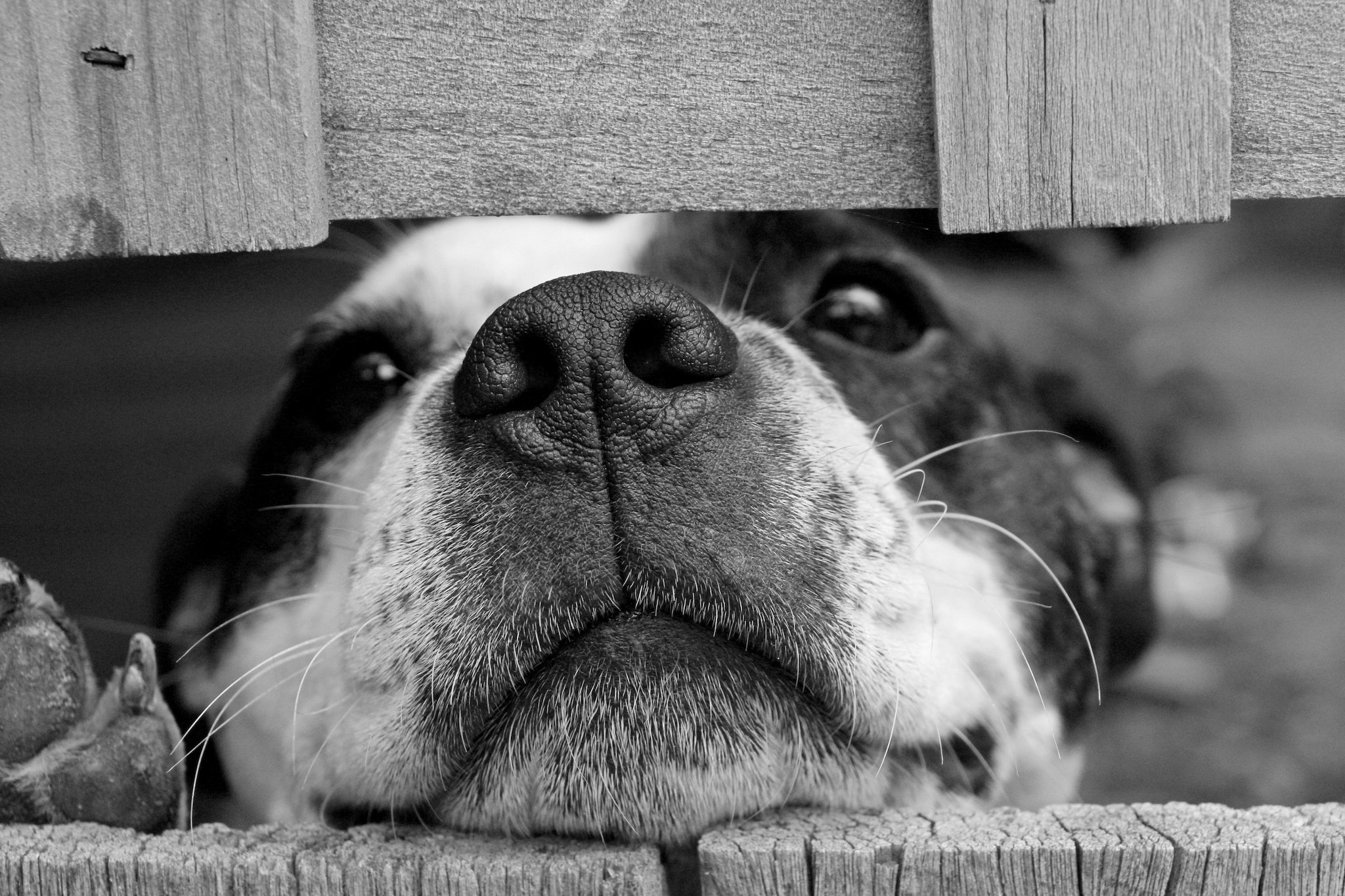 importance of work in the animal shelters