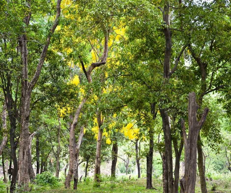 sandalwood scent: the perfect fall scent for your home