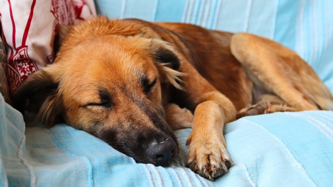 food poisoning: first aid and after care for your pet