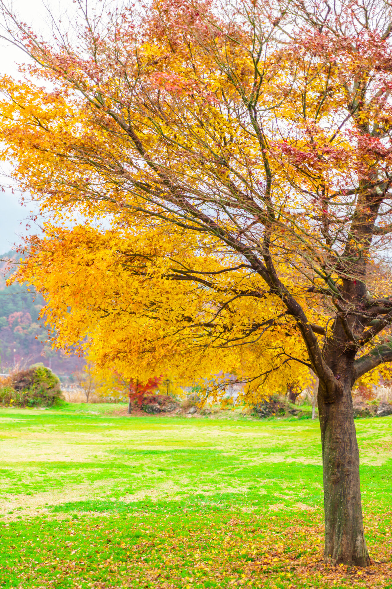 the most colorful trees to add to your yard this summer