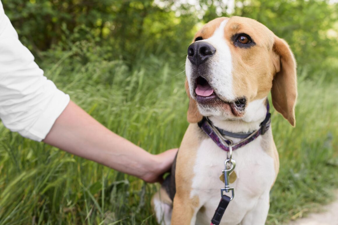 7 ways to prep your dog for a visit to the vet