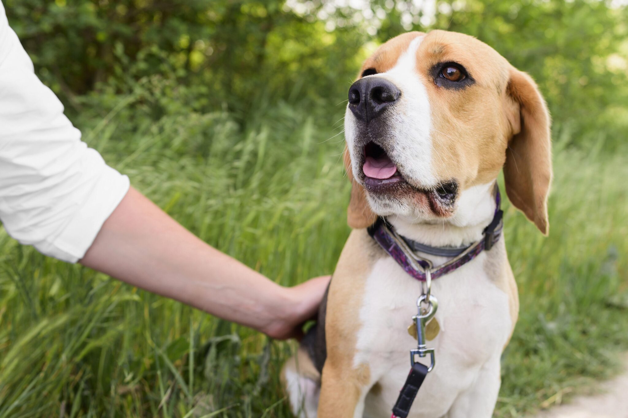 7 ways to prep your dog for a visit to the vet