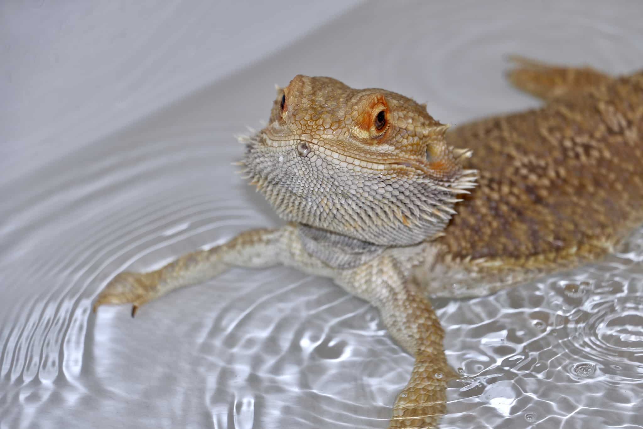 6 things to know about bearded dragons before getting one