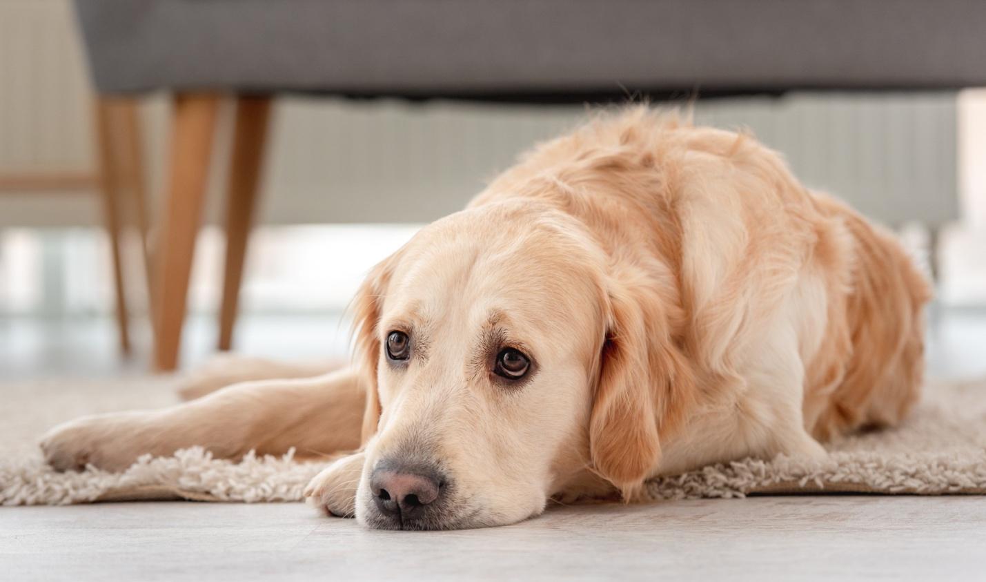 5 signs indicating you should switch your dog’s food