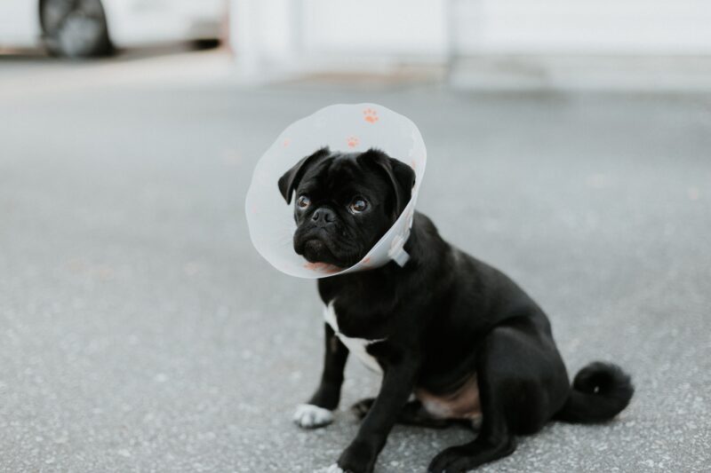 Medipaw Dog Bandage Boot