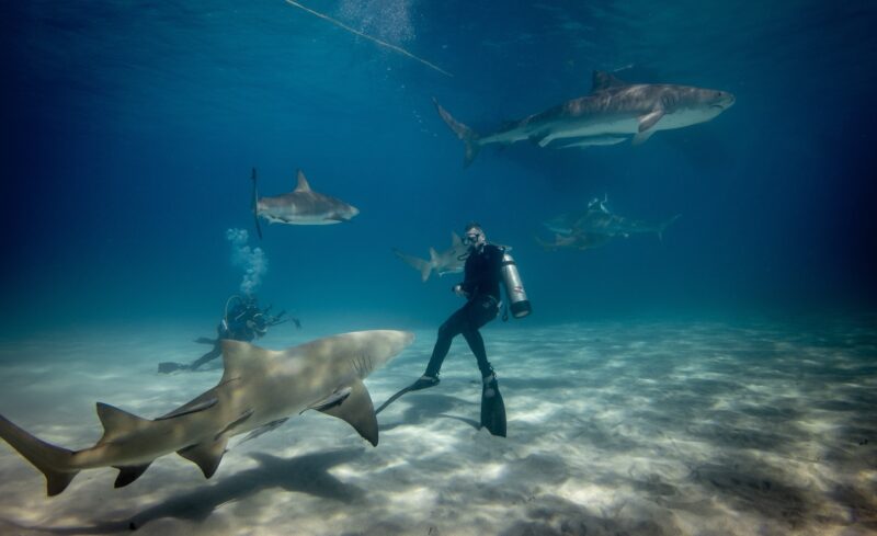Shark Diving Tips for Your Sydney Adventure