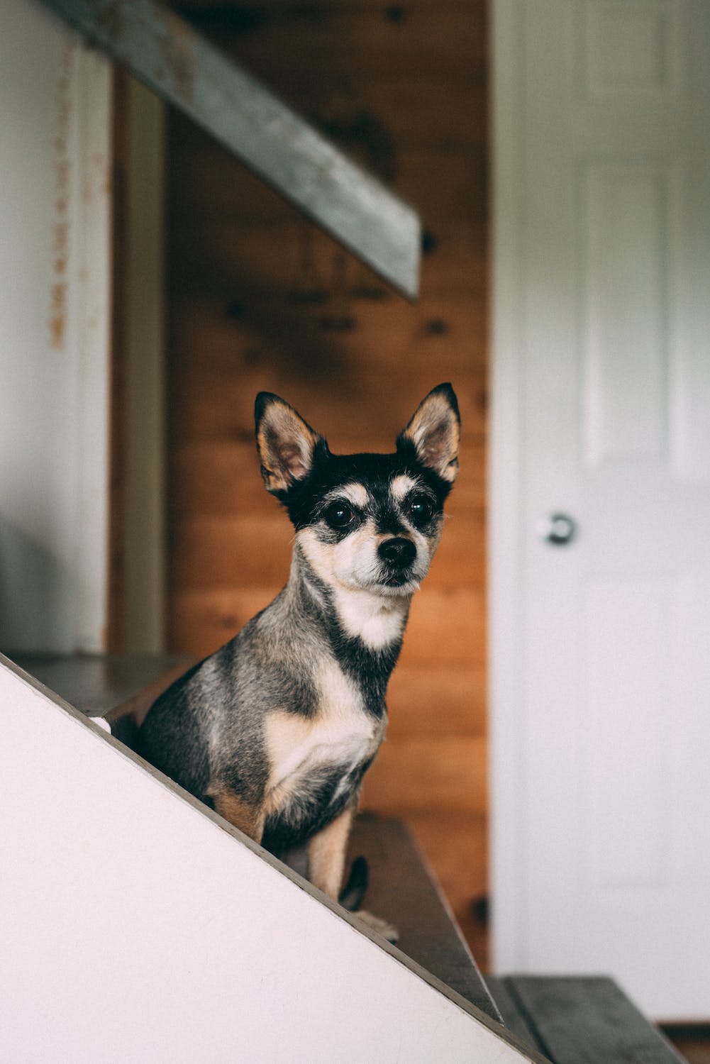 Having A Dog 