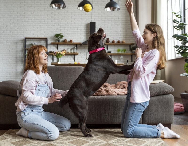 Protect Your Dogs from Harsh Cleaning Chemicals