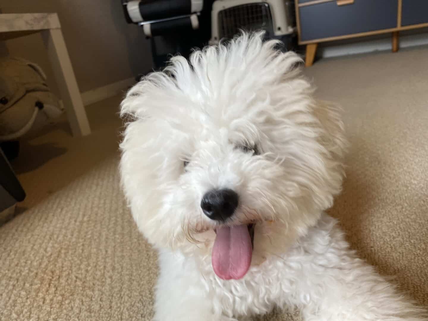 How Much Exercise Does a Dog Need