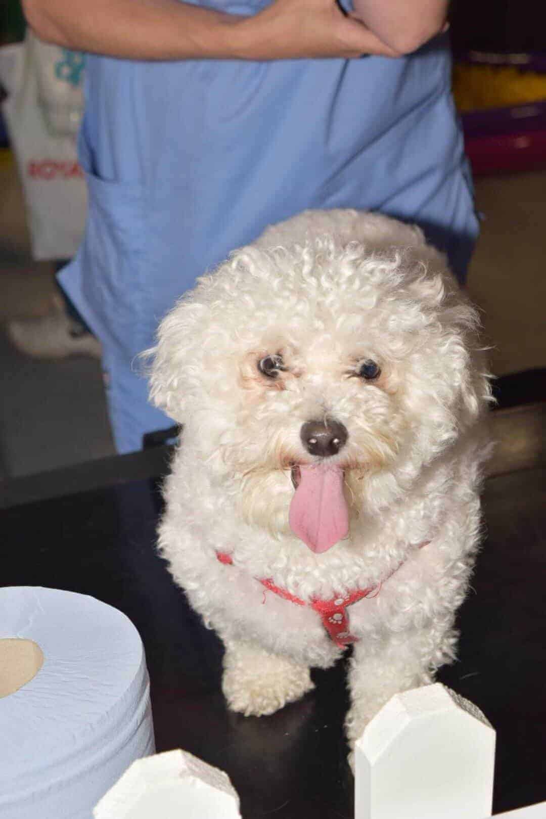 casper the bichon