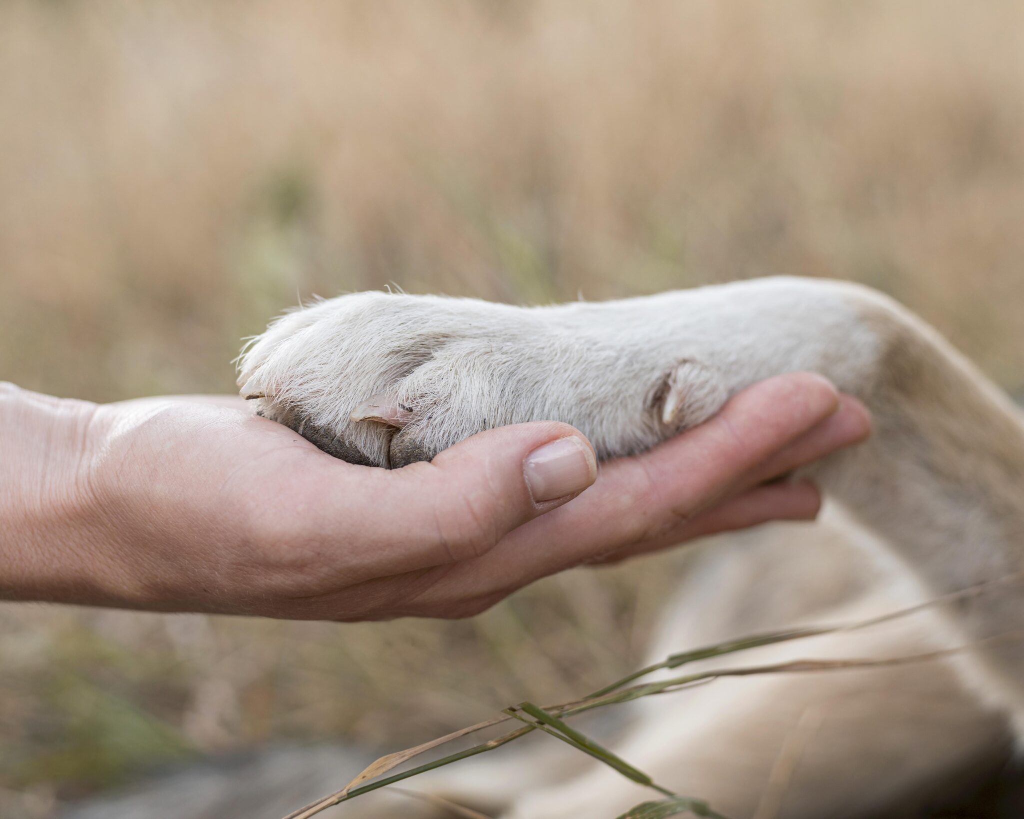 side-view-person-holding-dog-s-paw.