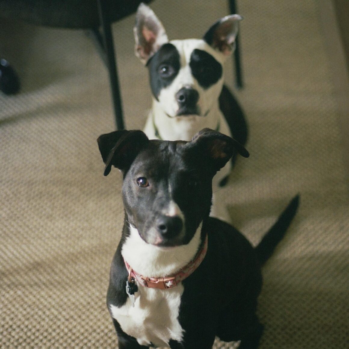 Is Popcorn Bad For Dogs.