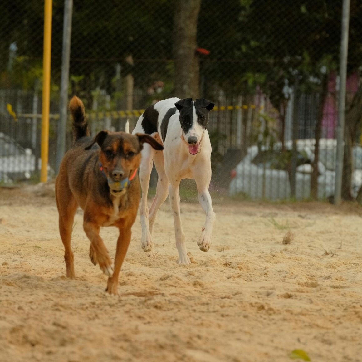 Is Popcorn Bad For Dogs.