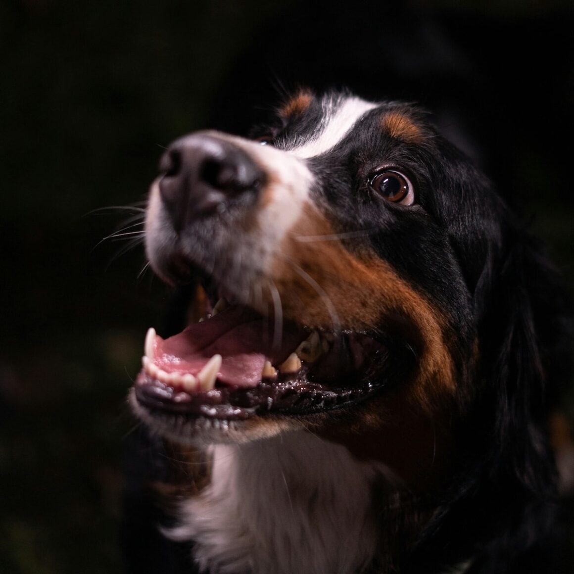 Is Popcorn Bad For Dogs.