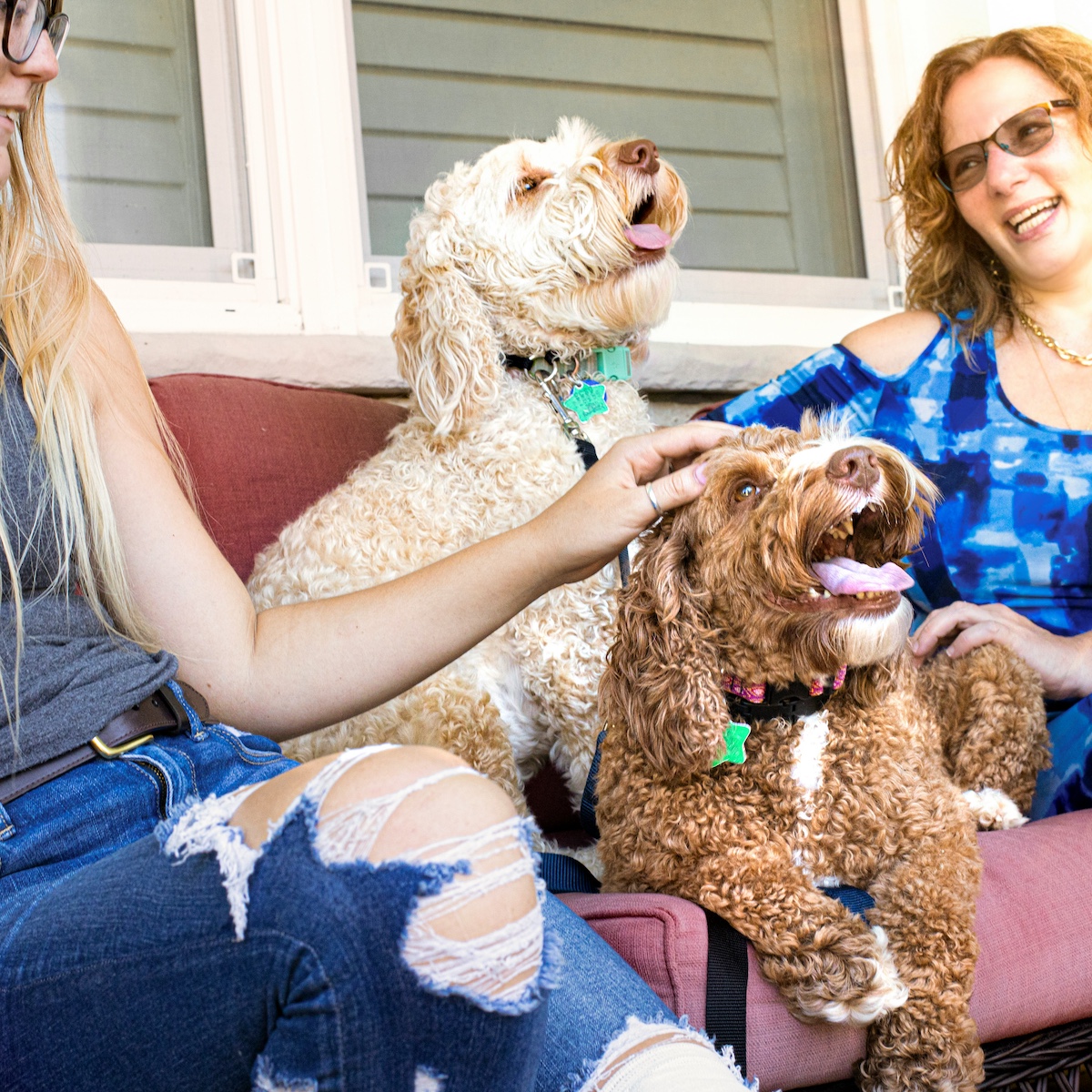 Essential Dog Care Tips for Busy Households.