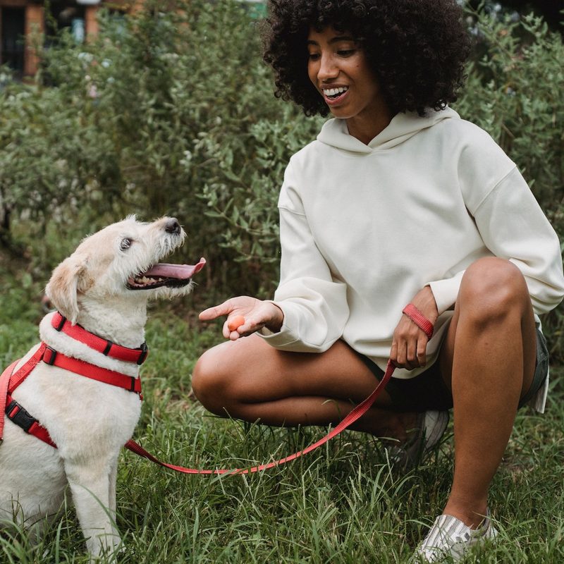 Fun Activities to Boost Your Dog's Confidence.